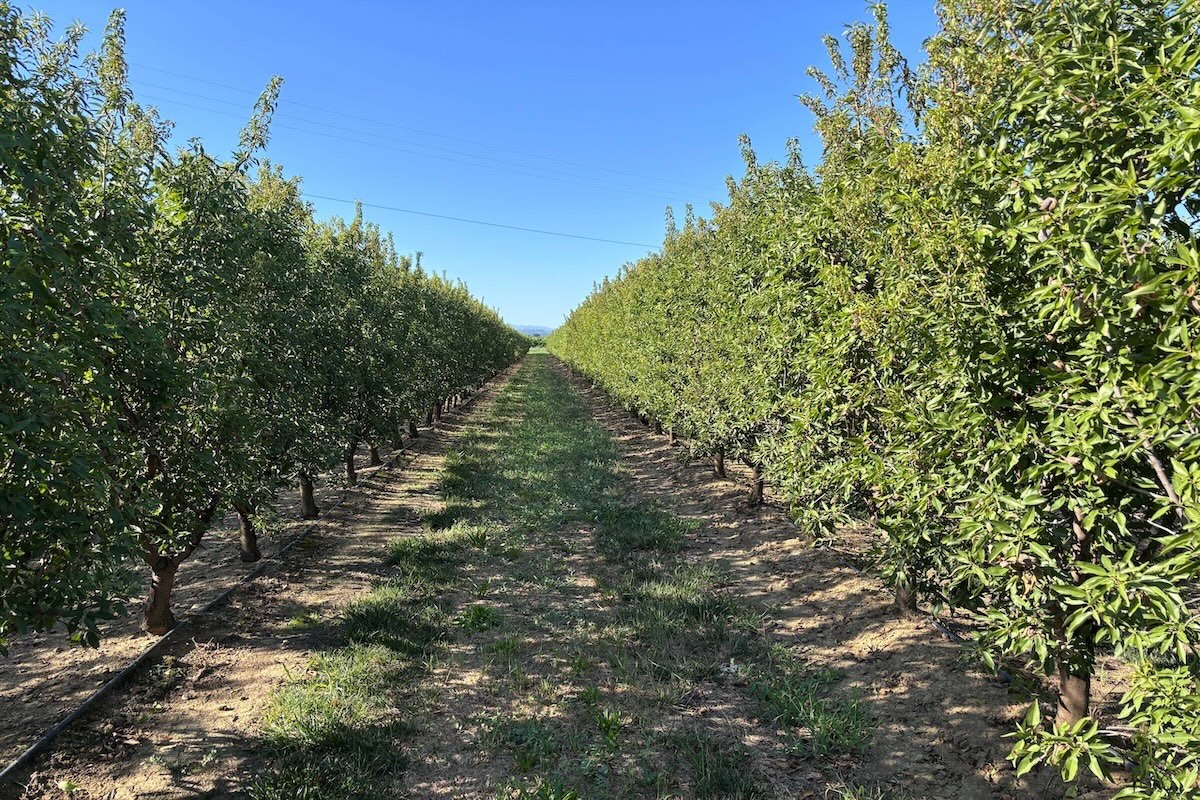 Filari di mandorlo super intensivo nel Nord Italia